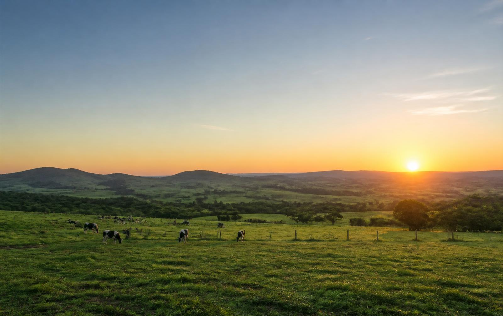 Pasto verde com gado leiteiro ao amanhecer na região de Morada Nova